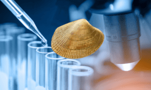 La almeja japónica del Tajo un experimento fallido