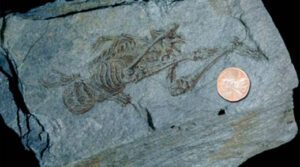 Fósiles de humanoides diminutos de 600 millones de años encontrados en la Antártida, los antropólogos desconcertados