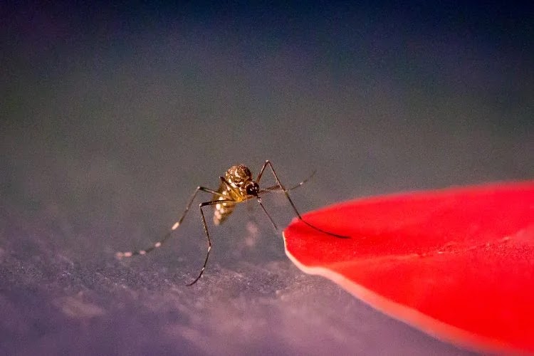 Científicos advierten que los mosquitos pican más a personas vestidas de rojo